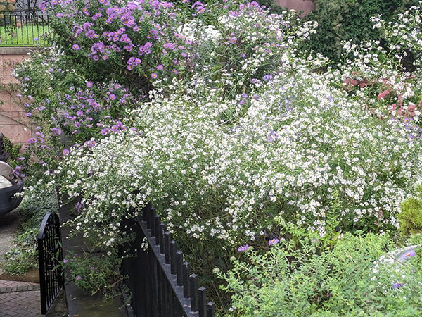 asters