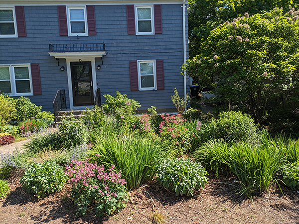 pollinator garden