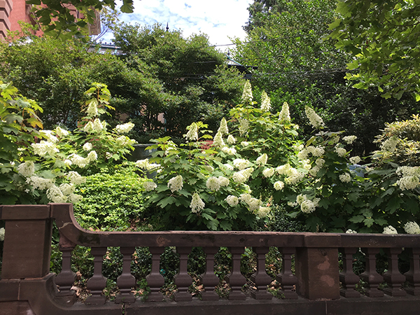 Oak Leaf hydrangeas