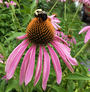 echinacea